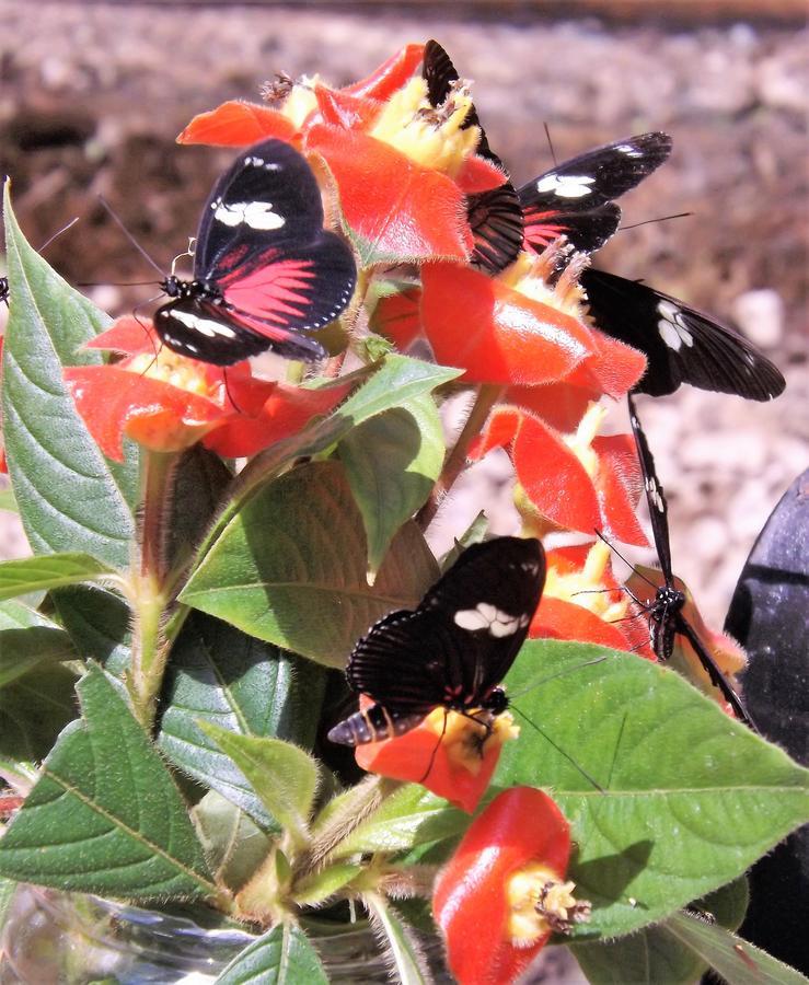 Hickatee Cottages, Belize, Central America ปุนตากอร์ดา ภายนอก รูปภาพ