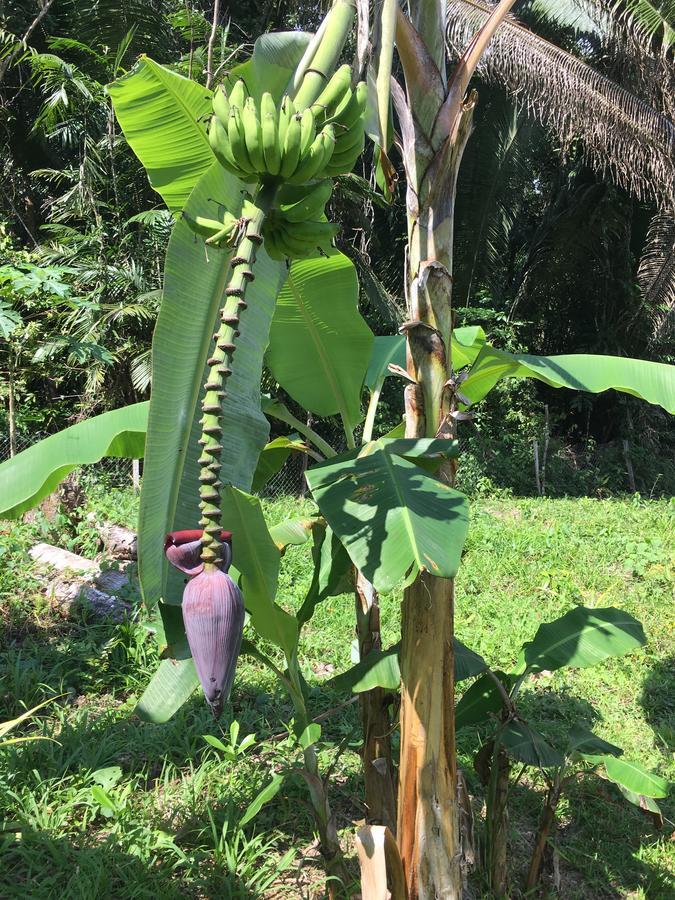 Hickatee Cottages, Belize, Central America ปุนตากอร์ดา ภายนอก รูปภาพ