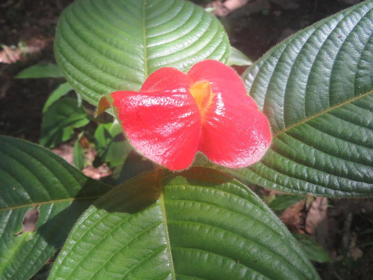 Hickatee Cottages, Belize, Central America ปุนตากอร์ดา ภายนอก รูปภาพ